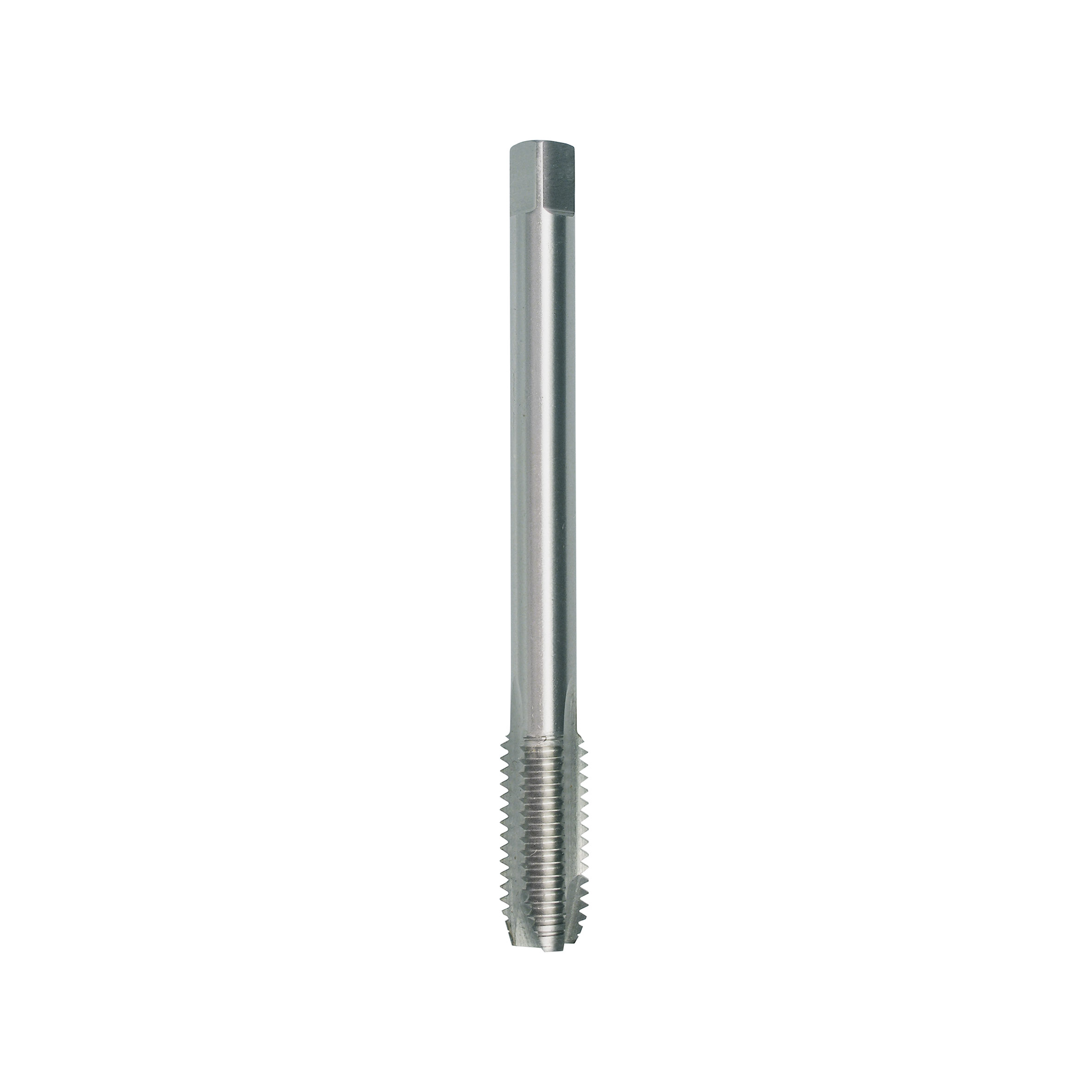 MASCHI F 7855/2X12