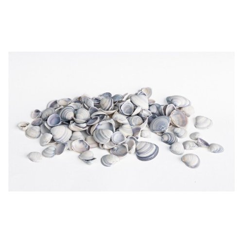 Accessorio decorativo Yes Everyday 0209568 Conchiglie