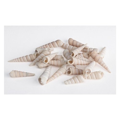 Accessorio decorativo Yes Everyday 0209567 Conchiglie