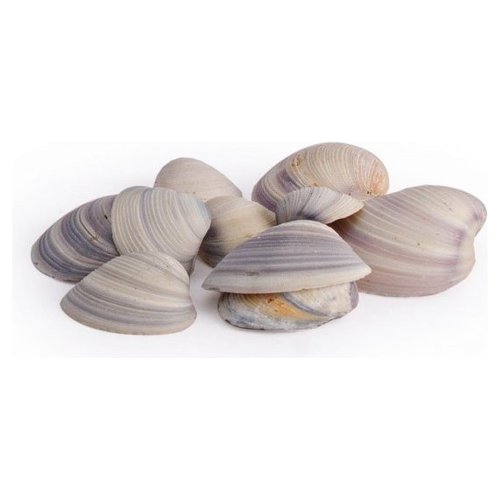 Accessorio decorativo Yes Everyday 0207052 Conchiglie