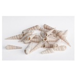 Yes Everyday - Accessorio decorativo Yes Everyday 0209567 Conchiglie