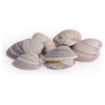 Yes Everyday - Accessorio decorativo Yes Everyday 0207052 Conchiglie