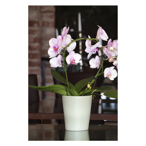 Corino Bruna  Vaso piante Corino Bruna 712/14VR AURORA Verde