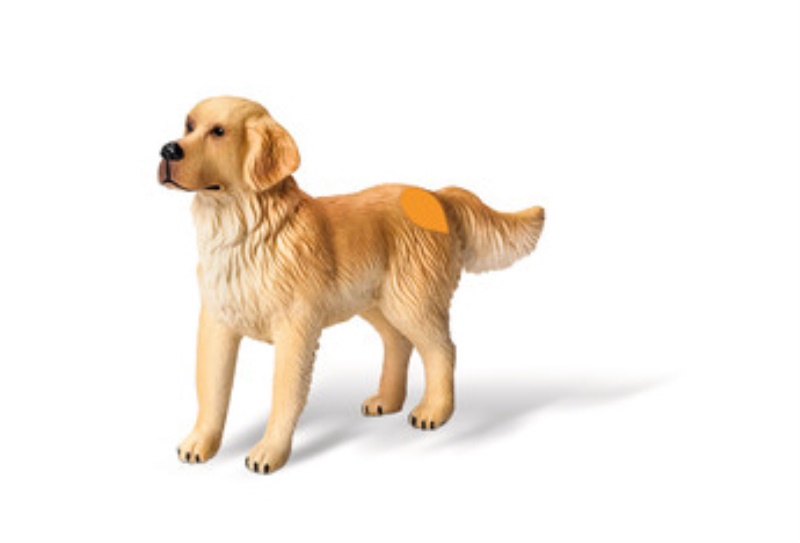 Ravensburger tiptoi: Golden Retriever, dog